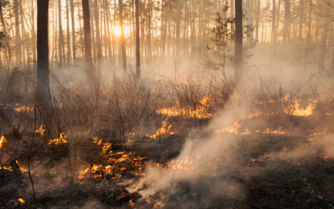 Due incendi nel Reatino: denunciati due uomini per incendio colposo