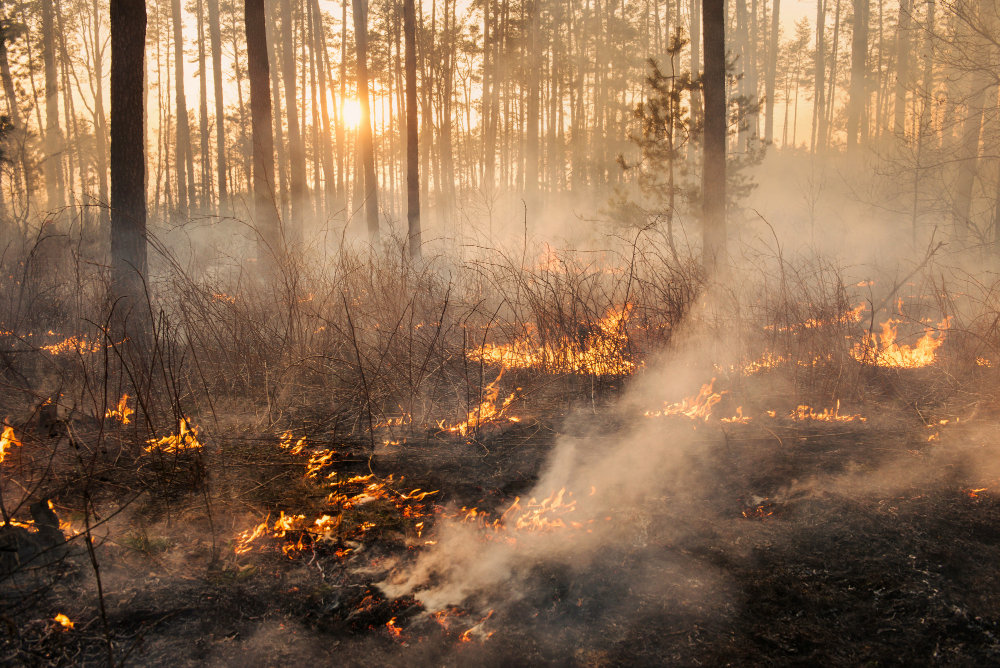 Due incendi nel Reatino: denunciati due uomini per incendio colposo