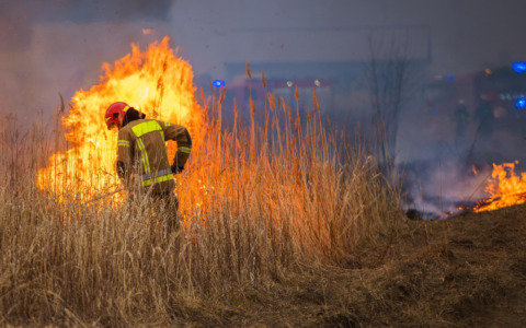 Incendio doloso vicino a bosco, denunciato un 49enne