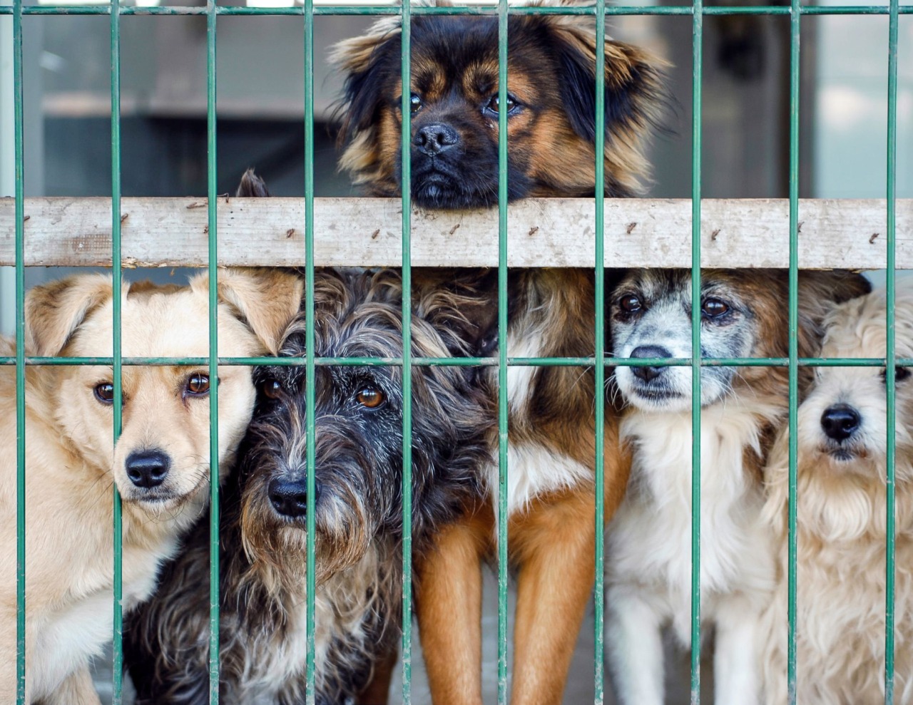 Certosina cerca casa dopo il sequestro: serve pazienza