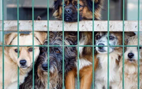 Certosina cerca casa dopo il sequestro: serve pazienza